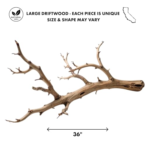 Koyal Wholesale California Driftwood with Natural Brown Branches, 36-Inch Large Driftwood Decor - size: 36 Inches