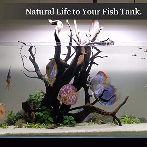 majoywoo Natural Large Driftwood for Aquarium Decor Reptile Decor 13-17" Long, Over 1.3 lbs - size: Mopani Driftwood 13 to 17 Inch (Pack of 1)
